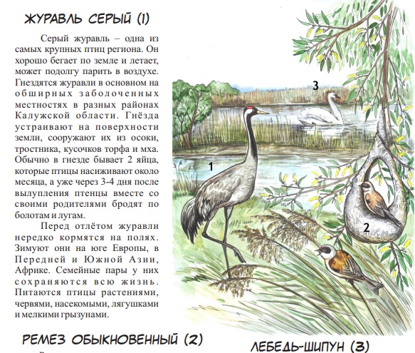 Опубликовано второе детское издание Красной книги Калужской области